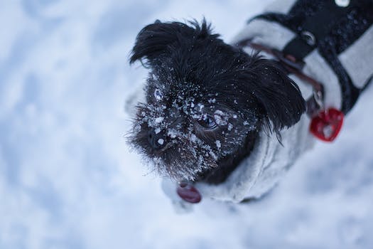 Guide for Affenpinscher adoption