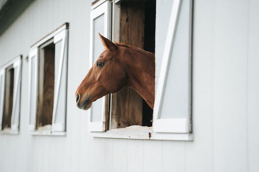 Breeding Affenpinschers: What are the standards?