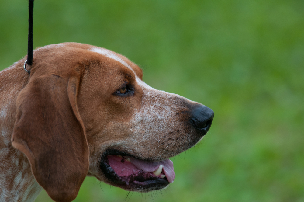 American English Coonhounds in Literature and Art