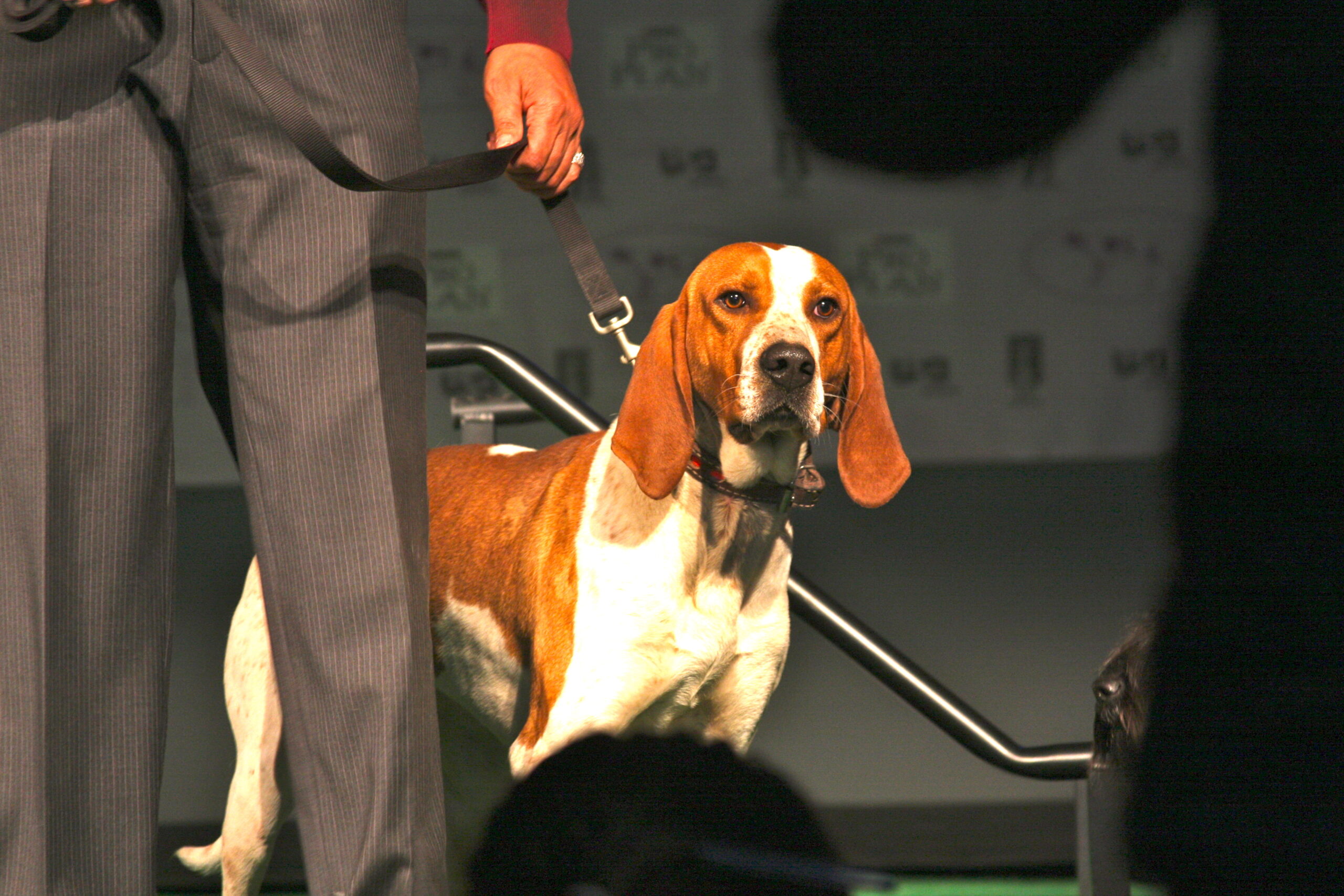 Common Misconceptions about American English Coonhounds