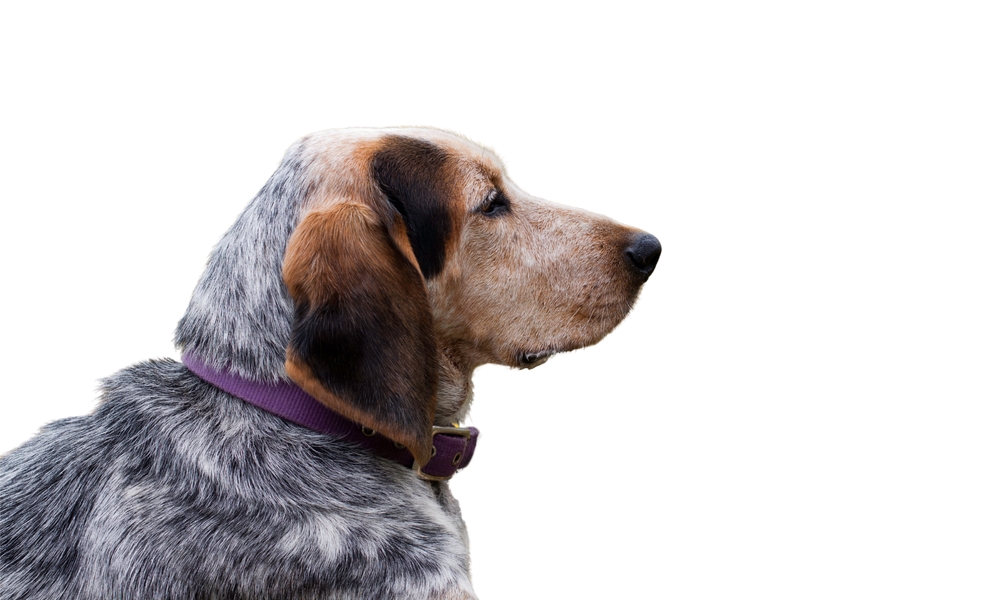 American English Coonhound Dog Breed