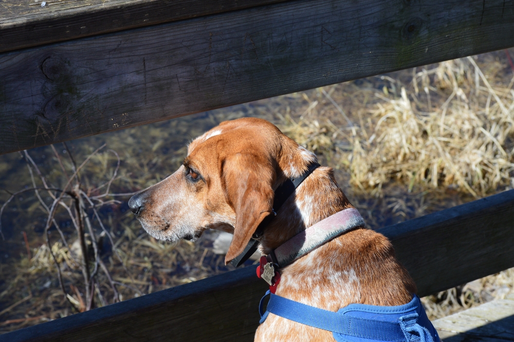 American English Coonhound Dog Breed