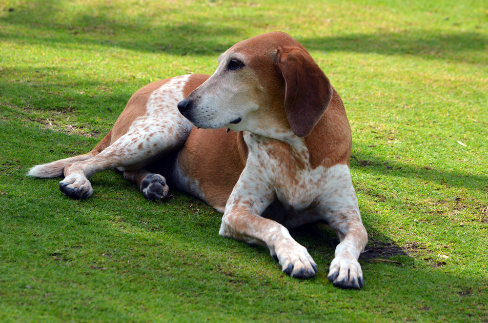Myth 1 American English Coonhounds are High-Maintenance
