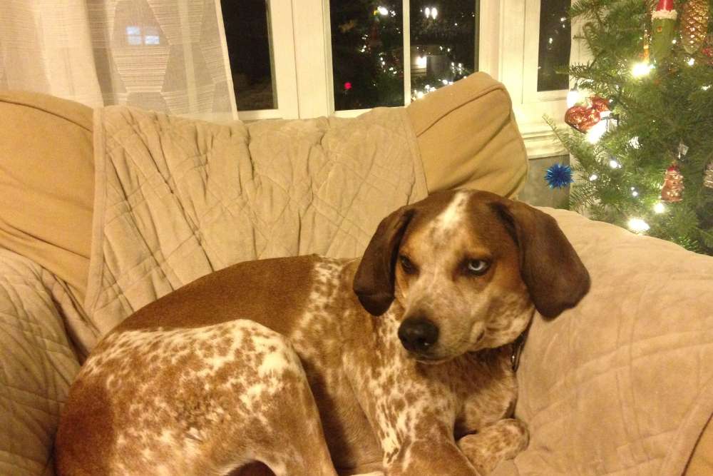 Myth 2 Coonhounds are Difficult to Train