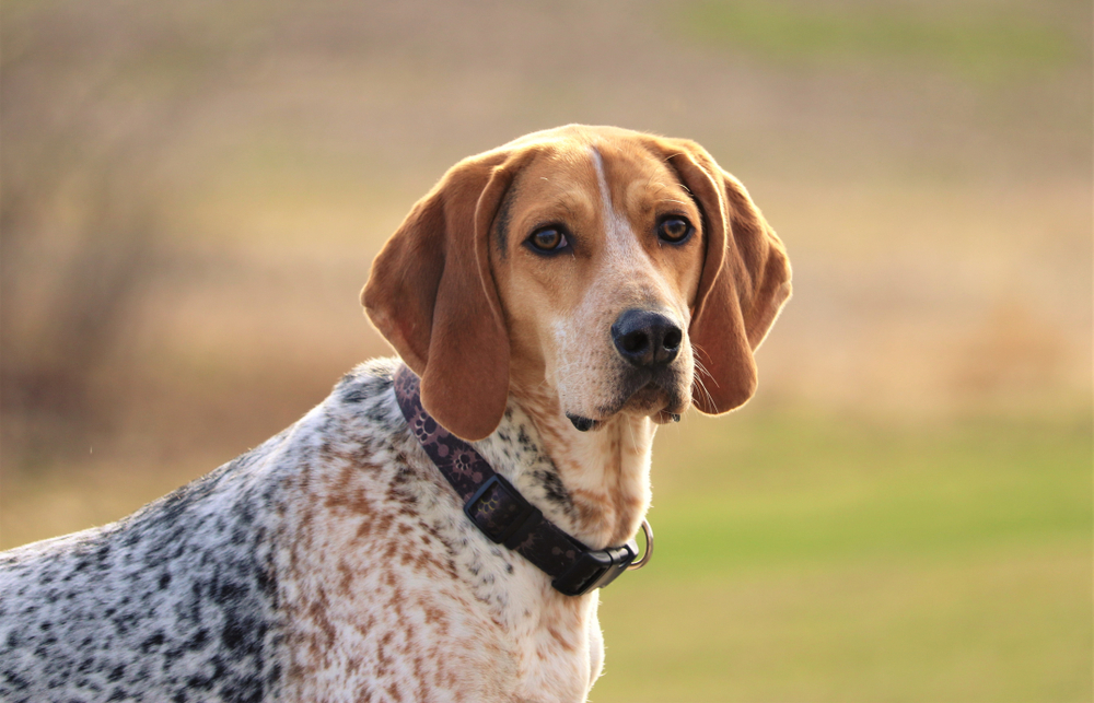 Myth 3 Coonhounds are Aggressive
