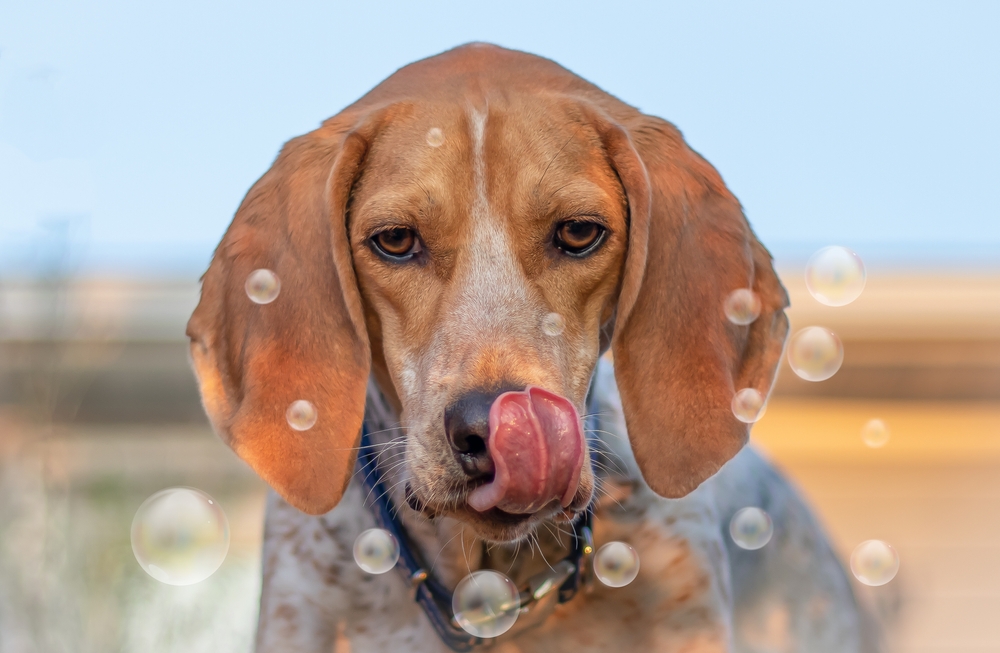 Myth 7 Coonhounds are Not Suitable for Cold Climates