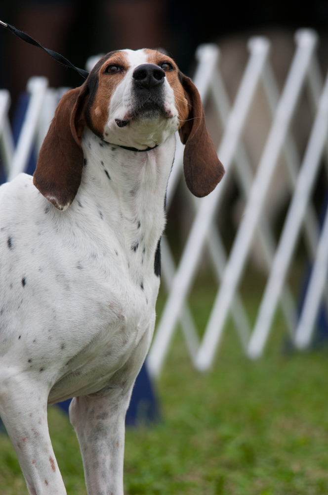 The Importance of American English Coonhound Clubs