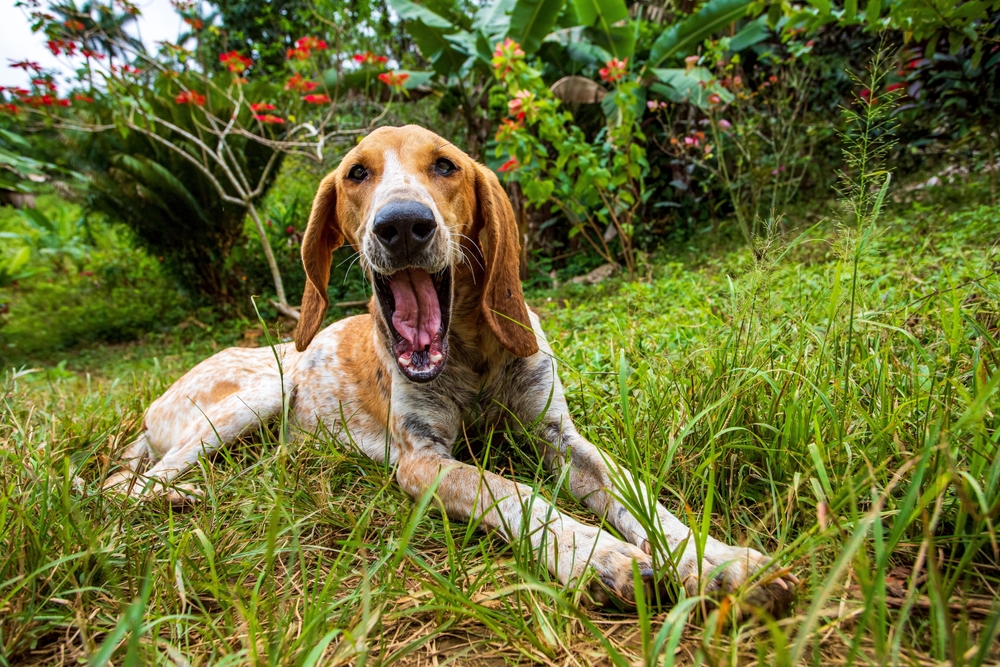 Tips for Choosing a Reputable American English Coonhound Breeder