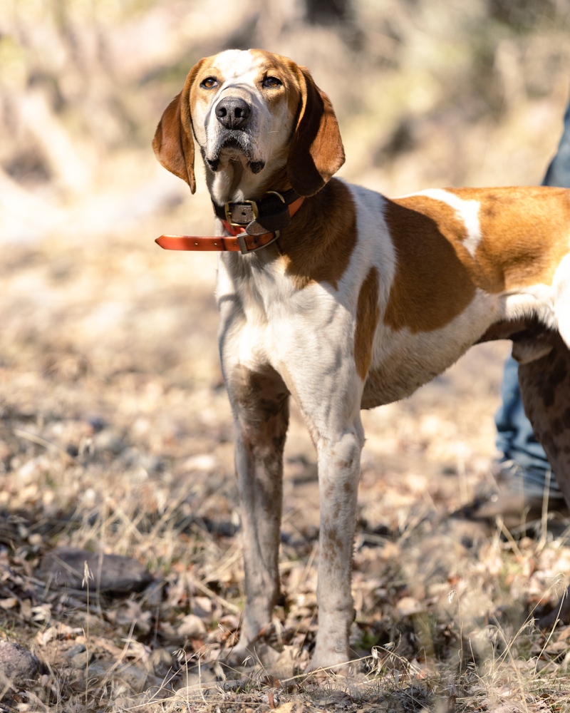Understanding Coonhound Competitions