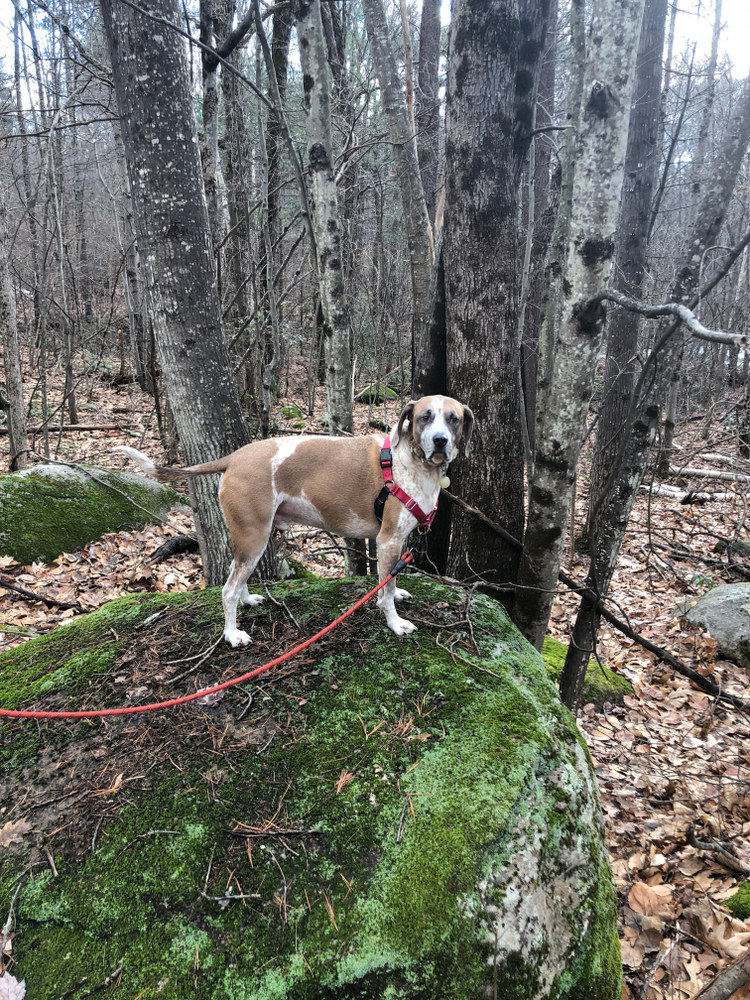 Understanding the American English Coonhound