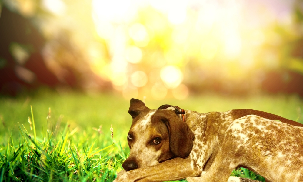 American English Coonhound