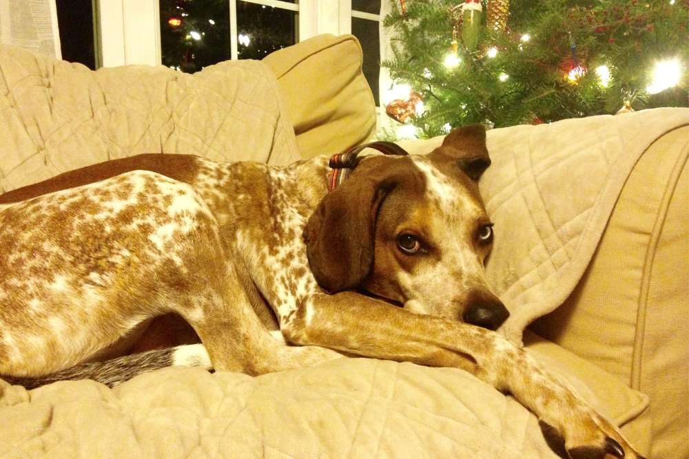 American English Coonhound